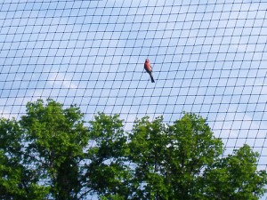 Baseball Bird